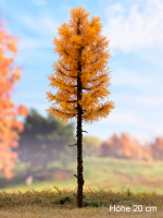 morepic-1