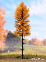 morepic-1