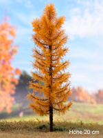morepic-1