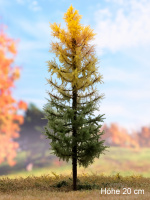 morepic-1