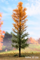 morepic-1