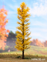 morepic-1