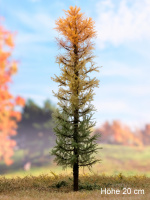 morepic-1