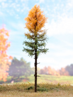 morepic-1