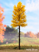 morepic-1