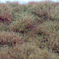 morepic-1