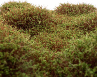 morepic-1