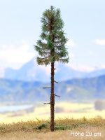 morepic-1