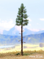 morepic-1