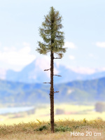 morepic-1