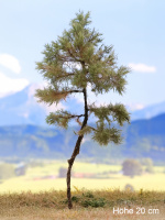 morepic-1