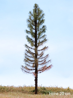 Der Modellbaum. – Fichte Solitär abgestorben, Vollstamm, Sommer, dunkel, 15-60 cm 