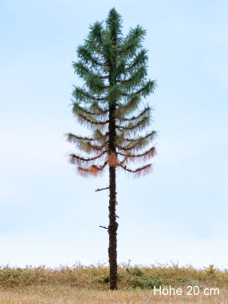 Der Modellbaum. – Fichte Solitär abgestorben, Hochstamm, Sommer, dunkel, 15-60 cm 
