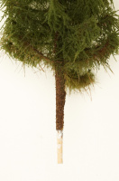 morepic-10