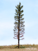 morepic-11