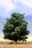 morepic-2