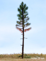 morepic-4
