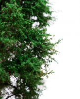 morepic-4