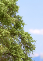 morepic-4