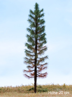 morepic-5