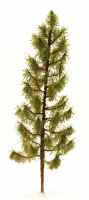 morepic-5