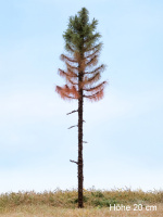 morepic-6