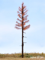 morepic-9