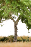 morepic-9